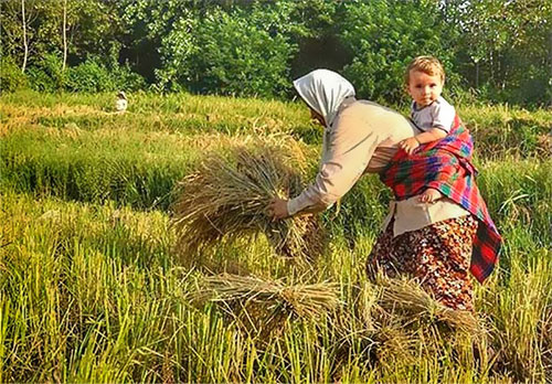 Join the Agro Tour of Rice Cultivation in Gilan