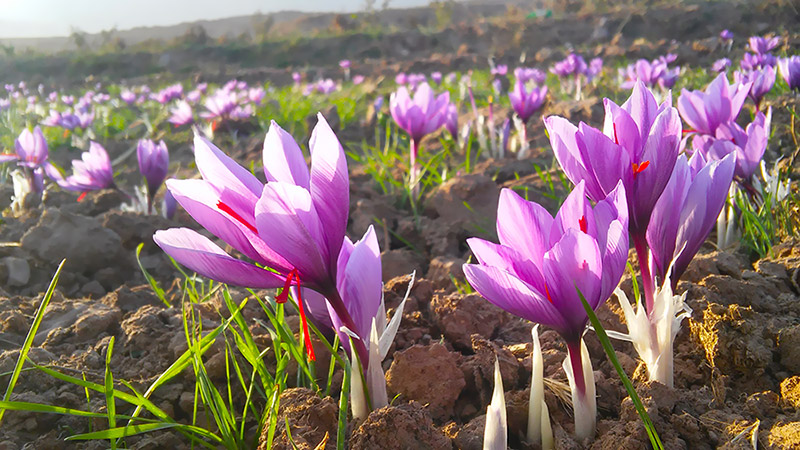 Pick the Red Gold of Saffron in Khorasan Fields