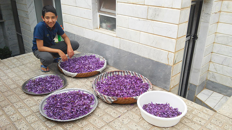 Pick the Red Gold of Saffron in Khorasan Fields