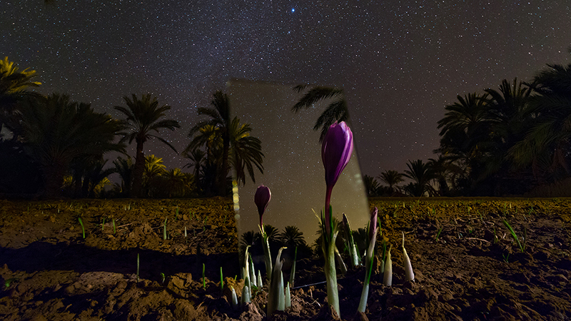 Capture the Iranian Night Sky upon Saffron Fields