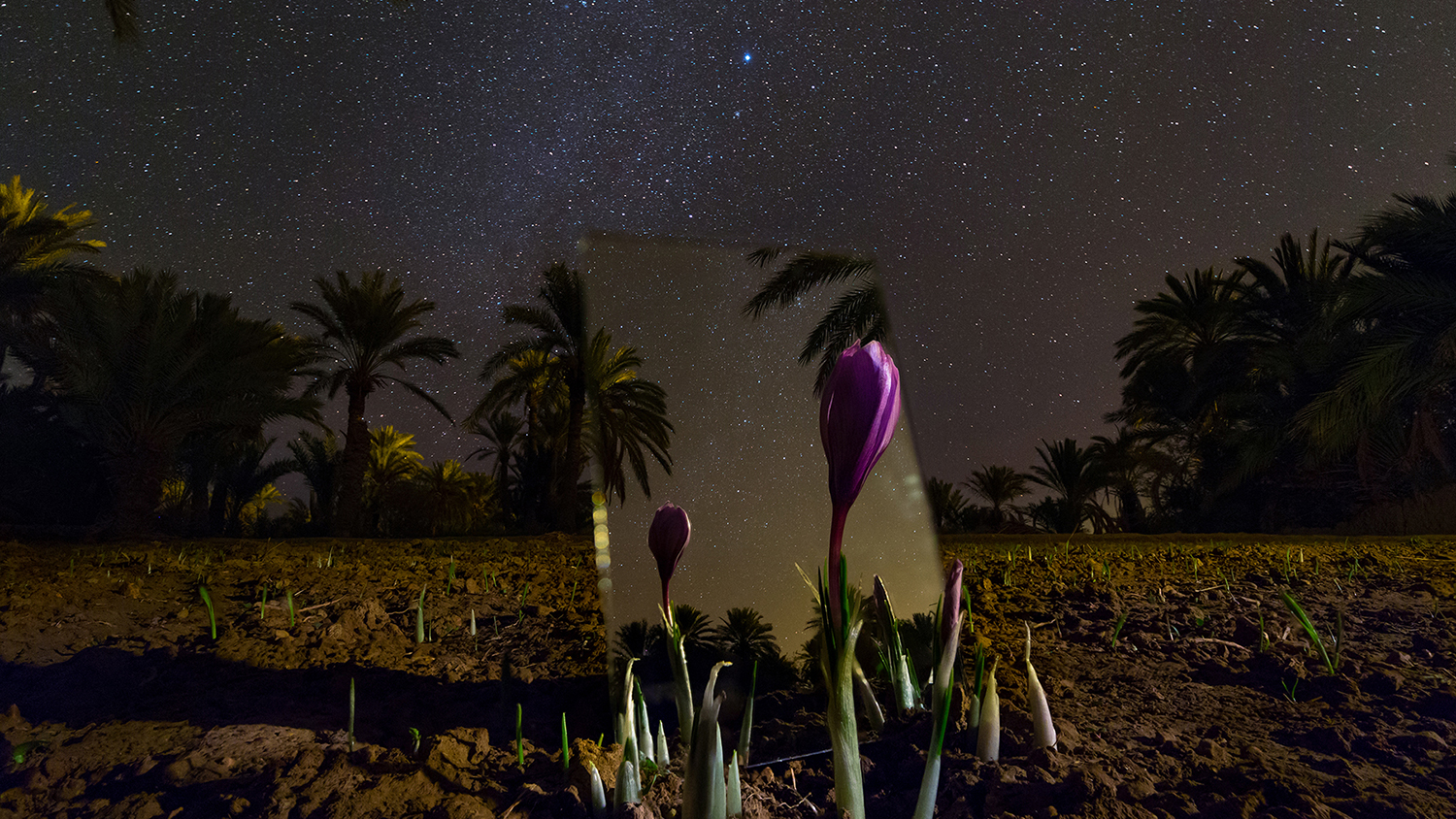 Capture the Iranian Night Sky upon Saffron Fields