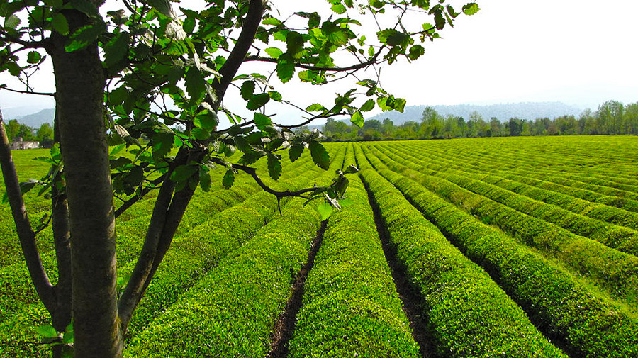 Tea Cultivation and Harvest in Iran