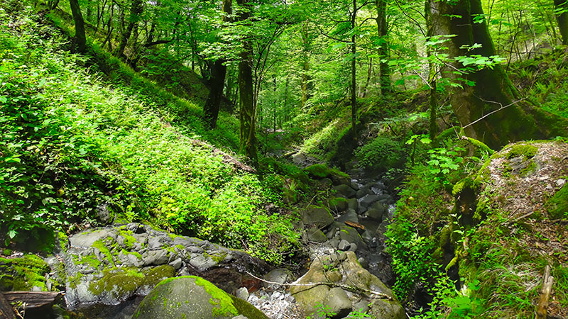 Green Hike in Hyrcanian Forests of Gilan