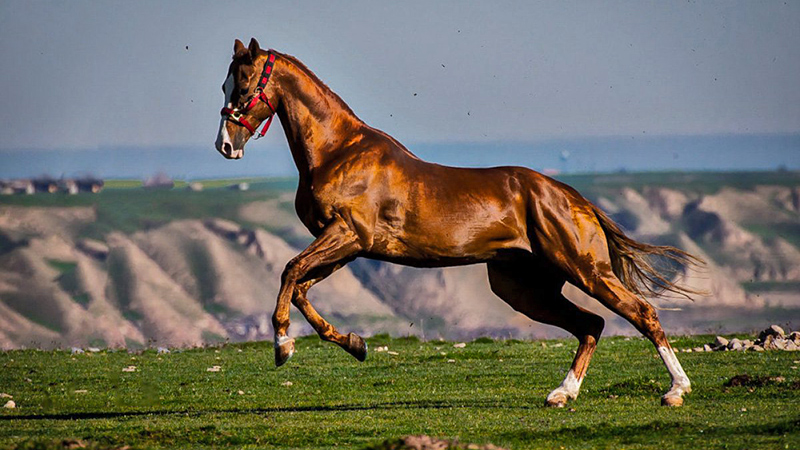 The Turkmen Horse Breed